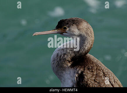 Un tiers de la Shag espèces sont trouvés en Nouvelle-Zélande, où ils sont des icônes de lac et de paysages côtiers. La diversité des rivages et de riches ressources marines et d'eau douce offrent de nombreux habitats pour ces chambres élégantes, tout droit des oiseaux. Banque D'Images