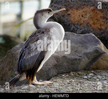 Un tiers de la Shag espèces sont trouvés en Nouvelle-Zélande, où ils sont des icônes de lac et de paysages côtiers. La diversité des rivages et de riches ressources marines et d'eau douce offrent de nombreux habitats pour ces chambres élégantes, tout droit des oiseaux. Banque D'Images