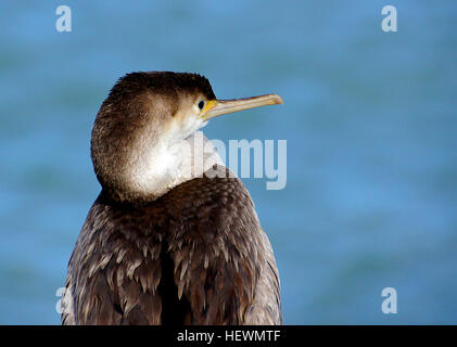 Le spotted shag ou parekareka (Stictocarbo punctatus) est une espèce de cormoran endémique de Nouvelle-Zélande. D'abord été classées comme Phalacrocorax punctatus, elle est suffisamment différents de l'aspect typique des membres de ce genre que d'être pour une fois placé dans un genre séparé, Stictocarbo, ainsi qu'une autre espèce similaire, le Pitt Shag. Banque D'Images