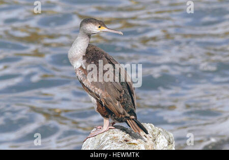 Stictocarbo S. punctatus, également connu sous le nom de Shag tacheté ou Parekareka, est un oiseau de mer originaire de Nouvelle-Zélande. Classifié à l'origine comme Phalacrocorax punctatus, il a été reclassifié en raison de caractéristiques distinctives comme les pieds jaunes. Cet oiseau est endémique de la Nouvelle-Zélande, il habite les régions côtières et prospère dans l'écosystème unique du pays. Banque D'Images