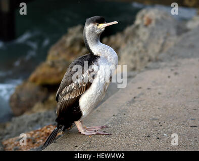 Au cours de la reproduction shag ressemble dans son manteau à motifs royaux du plumage, le coupé gris marron et un départ de la stark noir et blanc de nombreux cormorans huppés. Il a une crête double généreux, l'œil est un anneau bleu verdâtre, et la chair en face de l'œil est un fluorescent presque vert émeraude. Bien des plumes blanches pendent à son cou. La plupart de ces fonctions sont perdues ou coupé en dehors de la saison de reproduction. Les oiseaux construisent leurs nids dans les falaises, de préférence sous les surplombs, à l'aide d'herbes, d'algues et autres végétaux. Banque D'Images