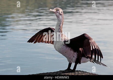 Au cours de la reproduction shag ressemble dans son manteau à motifs royaux du plumage, le coupé gris marron et un départ de la stark noir et blanc de nombreux cormorans huppés. Il a une crête double généreux, l'œil est un anneau bleu verdâtre, et la chair en face de l'œil est un fluorescent presque vert émeraude. Bien des plumes blanches pendent à son cou. La plupart de ces fonctions sont perdues ou coupé en dehors de la saison de reproduction. Les oiseaux construisent leurs nids dans les falaises, de préférence sous les surplombs, à l'aide d'herbes, d'algues et autres végétaux. Banque D'Images