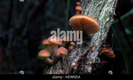 Hypholoma fasciculare, communément connue sous le nom de touffe de soufre, le soufre touffe ou en cluster, woodlover est un champignon des bois, souvent dans peu d'autres éléments de preuve lorsque les champignons sont d'être trouvés. Cette saprophagic gill petit champignon se développe de manière prolifique dans de grosses masses sur les souches, les racines mortes ou en décomposition les troncs de feuillus. La "touffe de soufre est amer et toxique ; consommer il peut provoquer des vomissements, de la diarrhée et des convulsions. Banque D'Images