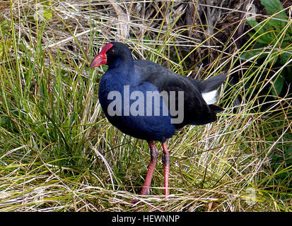 Cet appareil photo dispose d'un objectif Leica 24X avec une large plage d'ouverture, une stabilisation d'image avancée et de superbes performances en basse lumière. Il offre des commandes manuelles, la prise en charge RAW et des modes automatiques intelligents pour une flexibilité de prise de vue améliorée. Banque D'Images