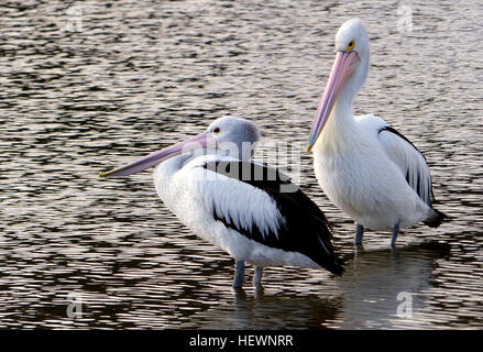 L'Australian pelican (Pelecanus conspicillatus) est un grand de la famille des oiseaux Pelecanidae, répandu sur les eaux intérieures et côtières de l'Australie et la Nouvelle Guinée, Fidji, aussi dans certaines régions de l'Indonésie et comme un vagabond en Nouvelle-Zélande. C'est un oiseau principalement blancs avec des ailes noires et une rose de loi. Il a été enregistré comme ayant la plus grande loi de tout oiseau vivant. Il mange du poisson, mais aussi de consommer les oiseaux et récupère des morceaux. Banque D'Images