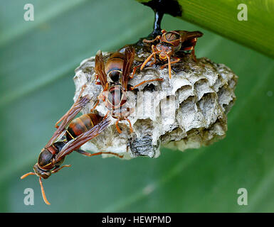 La guêpe australienne à papier, Polistes humilis, construit de petits nids sous les avant-toiTS et les feuilles, avec jusqu'à 200 cellules. Cette espèce, établie en Nouvelle-Zélande, présente des caractéristiques distinctives, notamment un corps élancé et un abdomen orangé. Banque D'Images