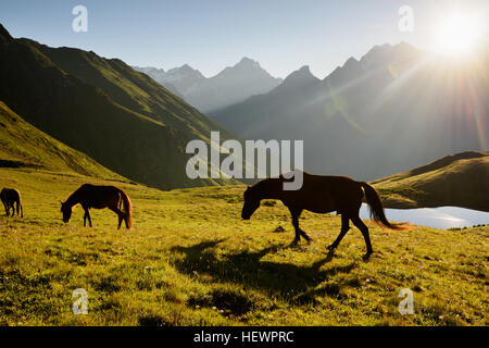 Le pâturage des chevaux, les lacs Koruldi, Caucase, Svaneti, Georgia, USA Banque D'Images