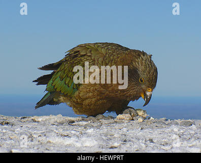 Le Kea est une espèce de passereaux de la famille des Strigopoidea trouvés dans les forêts et régions alpines de l'île du sud de Nouvelle-Zélande. Banque D'Images