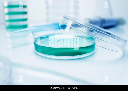 La solution de couleurs vert in petri dish Banque D'Images
