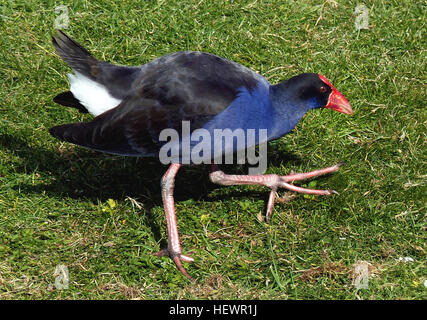 Le pukeko, ou marmite violette, est un oiseau indigène largement reconnu en Nouvelle-Zélande, qui se distingue par son plumage vibrant et ses habitudes d'alimentation au sol. La sous-espèce locale, Porphyrio porphyrio melanotus, serait arrivée d'Australie il y a un millénaire. Banque D'Images