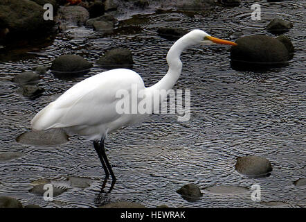 Un oiseau rare Rare en Nouvelle-Zélande, avec une population de seulement 100 à 120 oiseaux, l'élégante ou kōtuku White Heron (Ardea modesta) est néanmoins commun en Inde, le Japon, la Chine et l'Australie, où elle est connue sous le nom de la grande aigrette. Avec un long cou mince, jaune, bill et minces jambes, hérons blancs croître à 92 centimètres de longueur et 900 grammes de poids. En vol leur long cou est maintenu plié. Au cours de leur reproduction loi s'assombrit et un voile de plumes fines s'étend au-delà de la queue et les ailes repliées, accentuant leur profil gracieux. Banque D'Images