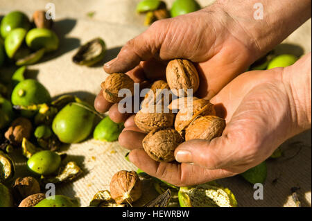 Close up of man's hands holding la récolte de noix Banque D'Images