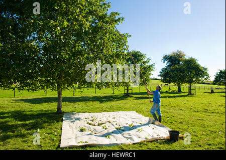 La récupération de l'homme arbre de noix avec mât Walnut Grove Banque D'Images