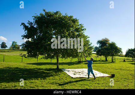 La récupération de l'homme arbre de noix avec mât Walnut Grove Banque D'Images