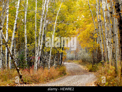 Les arbres Aspen, originaires des régions froides de l'hémisphère Nord, poussent à haute altitude, atteignant des hauteurs de 15-30 mètres (49-98 pieds). Les arbres sont connus pour leur feuillage jaune vibrant en automne. Cette photographie, prise à Fish Creek, Calgary, capture la beauté de l'automne avec les feuilles colorées des trembles. Banque D'Images