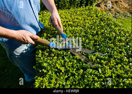 Cropped shot of man trimming hedge avec cisailles Banque D'Images