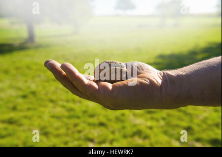 Close up of man's hands holding noyer de récolte Banque D'Images