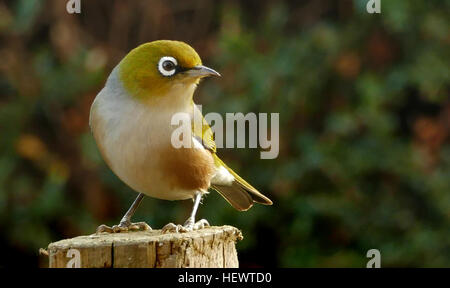 Le silvereye ou wax-eye (Zosterops lateralis) est un très petit passereau omnivore du sud-ouest du Pacifique. En Australie et Nouvelle-Zélande son nom commun est parfois abrégé en white-eye, mais ce nom est plus souvent utilisé pour désigner tous les membres du genre Zosterops, ou l'en Nouvelle-Zélande, le silvereye a été observé pour la première fois en 1832. Elle est arrivée en plus grand nombre en 1856, et il est présumé qu'un troupeau migrateur a été emporté vers l'est par une tempête. Apparemment comme un oiseau introduit l'il est protégé en tant qu'espèces indigènes de la Nouvelle-Zélande. Son nom Māori, tauhou, signifie "étranger" Banque D'Images