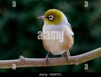 Le silvereye - également connu sous le nom de wax-eye, ou parfois blanc - l'oeil est un petit et accueillant des oiseaux forestiers de vert olive avec des anneaux blancs autour de ses yeux. Silvereye (Zosterops lateralis) étaient introduites dans les années 1800 et ont maintenant une large distribution dans l'ensemble de la Nouvelle Zélande. Ils ont fait de la forêt leur maison et sont maintenant parmi les plus courantes dans la banlieue d'oiseaux aussi. Le silvereye a une large répartition dans toute la Nouvelle-Zélande. Ils peuvent être trouvés au niveau de la mer au-dessus de la ligne des arbres mais ils ne sont pas abondants dans Forêt profonde ou la prairie. Un peu plus petit qu'un moineau, l'olive est silvereye Banque D'Images