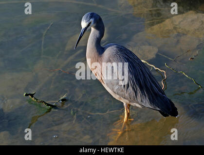 L'aigrette à face blanche est le plus souvent le héron, en dépit d'être une arrivée relativement nouvelle pour notre pays. C'est un grand, élégant, oiseau bleu-gris que l'on peut voir la traque sa proie dans presque tous les habitats aquatiques, y compris les pâturages humides et les terrains de jeu. Parce qu'il occupe un espace aussi partagé avec les gens il est habituellement bien habitués à leur présence, et peut permettre une approche étroite. Banque D'Images