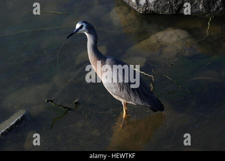 L'aigrette à face blanche est le plus souvent le héron, en dépit d'être une arrivée relativement nouvelle pour notre pays. C'est un grand, élégant, oiseau bleu-gris que l'on peut voir la traque sa proie dans presque tous les habitats aquatiques, y compris les pâturages humides et les terrains de jeu. Parce qu'il occupe un espace aussi partagé avec les gens il est habituellement bien habitués à leur présence, et peut permettre une approche étroite. Banque D'Images