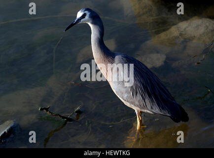 L introduit à partir de l'Australie l'Aigrette à face blanche est maintenant le plus commun heron, ayant bénéficié de la conversion des forêts en terres agricoles. Ce petit héron bleu-gris a un visage blanc, le menton et la gorge, et un bec noir et les pattes jaune-verdâtre. Panaches en forme de tresse qui se forment dans la saison de reproduction sont longs et gris clair à l'arrière et à court et rosé brun sur la poitrine. L'appel est un coassement gutturales. Le régime alimentaire est de poissons, de grenouilles et de têtards, aquatiques et des pâturages, insectes, araignées, vers de terre et les souris. Banque D'Images