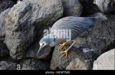 L'aigrette à face blanche (Egretta novaehollandiae) aussi connu comme le héron rieuses,[2] et incorrectement comme le héron cendré,[3] ou blue crane,[2] est un oiseau commun dans la majeure partie de l'Australasie, y compris les nouvelles de la Guinée, les îles du détroit de Torres, l'Indonésie, la Nouvelle-Zélande, les îles subantarctiques de l, et tous, sauf les régions les plus sèches de l'Australie. C'est un héron relativement petite, pâle, légèrement gris-bleu, jaune et blanc avec les jambes, et des marques. Il peut être trouvé presque n'importe où près de l'eau peu profonde, fraîche ou salée, et bien qu'il est prompt à quitter les lieux le long et lent-battements d'ailes si dist Banque D'Images