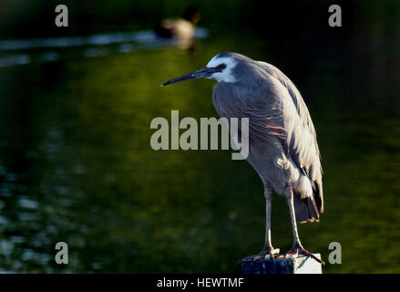 L'aigrette à face blanche est le plus souvent le héron, en dépit d'être une arrivée relativement nouvelle pour notre pays. C'est un grand, élégant, oiseau bleu-gris que l'on peut voir la traque sa proie dans presque tous les habitats aquatiques, y compris les pâturages humides et les terrains de jeu. Parce qu'il occupe un espace aussi partagé avec les gens il est habituellement bien habitués à leur présence, et peut permettre une approche étroite. Banque D'Images