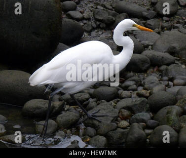 Un oiseau rare Rare en Nouvelle-Zélande, avec une population de seulement 100 à 120 oiseaux, l'élégant héron blanc ou kōtuku (Egretta alba modesta) est néanmoins commun en Inde, le Japon, la Chine et l'Australie. Avec un long cou mince, jaune, bill et minces jambes, hérons blancs croître à 92 centimètres de longueur et 900 grammes de poids. En vol leur long cou est maintenu plié. Au cours de leur reproduction loi s'assombrit et un voile de plumes fines s'étend au-delà de la queue et les ailes repliées, accentuant leur profil gracieux. Banque D'Images