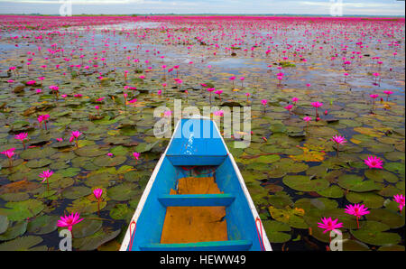 Le Lotus rouge, le lac de la mer Banque D'Images