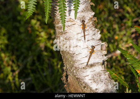 Deux femmes dard noir libellules, Sympetrum danae, le repos au soleil sur un tronc d'arbre, le bouleau verruqueux Betula pendula. Banque D'Images