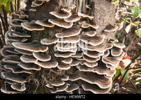 Many-Zoned polypore champignon poussant sur un tronc d'arbre Banque D'Images