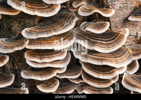 Un gros plan de l'image Many-Zoned polypore champignon poussant sur un tronc d'arbre Banque D'Images
