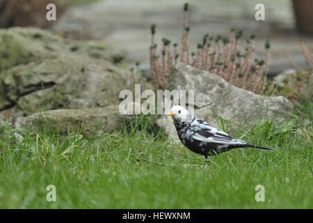 Eurizienne - Blackbird commun (Turdus merula) mâle leucistic fouring dans un jardin de ville Bruxelles - Belgique Banque D'Images