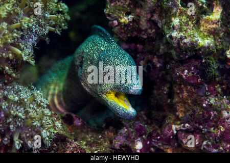 Un Yellowmouth Morey réside dans l'anguille pour attendre ses proies entre les coraux durs. Banque D'Images