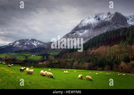 Moutons en Arrazola, Pays Basque Banque D'Images