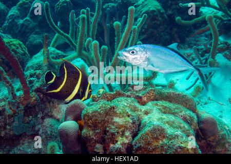 Un jeune français, angelfish Pomacanthus paru, attire un Bar jack, Carangoides ruber, sous l'eau. Banque D'Images