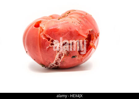 Seule la tomate pourrie isolated on white Banque D'Images