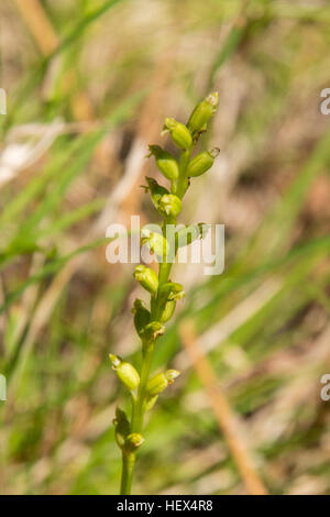 Microtis arenaria, Onion-Orchid cranté dans la réserve Flora de Baluk Willam, Belgrave Sud, Victoria, Australie Banque D'Images