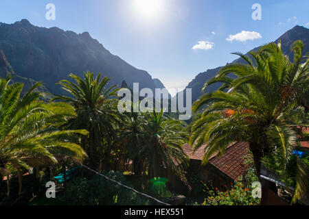 La nature dans le village de Masca, Tenerife - palmiers et montagnes Banque D'Images