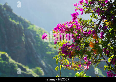 Bougainvillée violet lumineux planter des fleurs dans la lumière du soleil, l'hiver sur Tenerife Banque D'Images