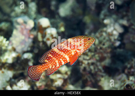 Le Mérou corail Cephalopholis miniata (nage) sur un récif corallien de faire peur au banc de poissons mer goldie (Pseudanthias squamipinnis) et Bicolor Damselfish (Ch Banque D'Images