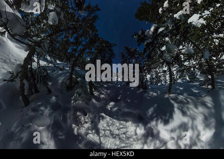 Panorama 360 forêt d'hiver sous un ciel étoilé. Banque D'Images