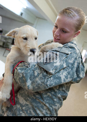 Circuit de la réserve de l'armée. Rébecca Munday, 431ème bataillon d'affaires civiles, Little Rock, Ark., réconforte un chiot pendant le Groupe de préparation à l'innovatrice Razorback clinique de stérilisation animale dans Helena-West Helena, Ark., le mercredi, 8 juin 2011. La mission de l'IRT est de servir les résidents d'une région du comté de sept connu localement comme la région du delta de l'Arkansas à l'armée, la Marine et la Force aérienne des unités de réserve offrant une variété de services médicaux, dentaires et vétérinaires, les services aux résidents dans la région économiquement faible. Munday est originaire de Nixa, Flickr ve - DVIDSHUB - Réserve de l'armée de soldats des affaires civiles Banque D'Images