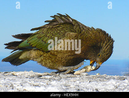 Le Kea est un perroquet. Il est le seul véritable perroquet alpin dans le monde entier, et qui jouit d'une notoriété précoce chez les agriculteurs pour des attaques de colons sur leurs moutons. Naturellement curieux, kea sont attirés par les gens où qu'ils entrent dans son domaine de montagne, et sont une caractéristique à l'île du Sud les champs de ski et des refuges de montagne. Leur attraction pour les personnes et leur matériel est une arme à double tranchant, fournissant à la fois de nouvelles menaces et de nouvelles possibilités. Identification l'kea est un grand, fort-battant, olive-perroquet vert avec underwings écarlate et un gris-noir Banque D'Images