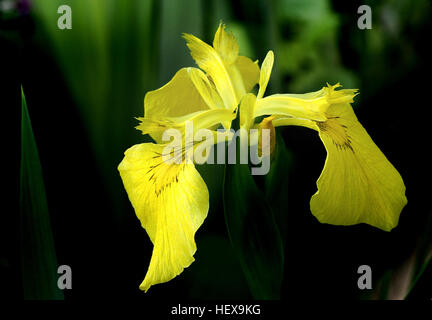 L'iris jaune, également connu sous le nom de drapeau jaune, l'Iris est une véritable plante aquatique qui est originaire d'Angleterre. C'est la seule fleur jaune iris et atteint 28 à 38" en pot, et jusqu'à 48" à l'état sauvage. Il peut être augmenté jusqu'à 12" de l'eau. Banque D'Images