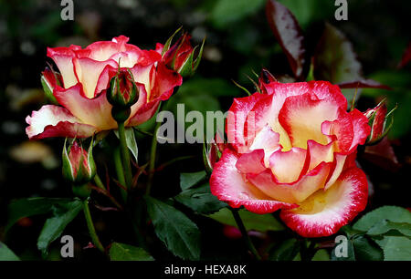 La rose 'Betty Boop' est une variété de floribunda connue pour sa croissance verticale, ses fleurs blanches ivoire aux bords rouges et ses pétales semi-doubles. Il a des feuilles rouge foncé qui mûrissent en vert brillant et est légèrement parfumé. Il ne produit pas de hanches. Banque D'Images