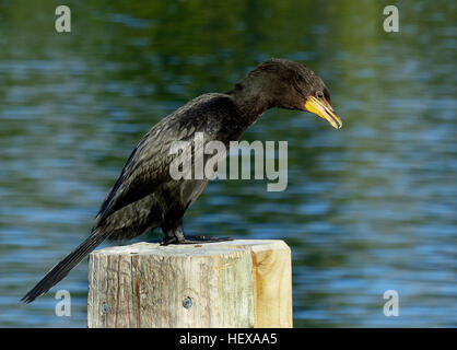 Un tiers de la Shag espèces sont trouvés en Nouvelle-Zélande, où ils sont des icônes de lac et de paysages côtiers. La diversité des rivages et de riches ressources marines et d'eau douce offrent de nombreux habitats pour ces chambres élégantes, tout droit des oiseaux. Banque D'Images