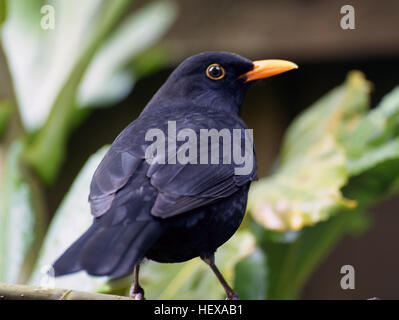 Le merle noir (Turdus merula) est une espèce de vrai muguet. Il est aussi appelé Eurasian blackbird (notamment en Amérique du Nord, pour le distinguer du Nouveau Monde sans rapport avec épaulettes),[2] ou simplement blackbird où cela n'entraîne pas de confusion avec une apparence semblable les espèces locales. Il se reproduit en Europe, en Asie, et en Afrique du Nord, et a été introduit au Canada, États-Unis, Mexique, Pérou, Brésil, Argentine, Uruguay, Îles Falkland, Chili, Afrique du Sud, Australie et Nouvelle-Zélande.[3] Il a un certain nombre de sous-espèces dans sa large gamme, quelques-unes des sous-espèces asiatiques sont parfois Banque D'Images