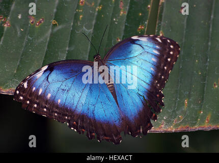 Le papillon Blue Morpho (Morpho peleides) est connu pour ses ailes bleu vif. Cette photo macro met en valeur le papillon dans la nature, perché sur une feuille, montrant les couleurs vives et les caractéristiques délicates de l'un des insectes les plus frappants de la nature. Banque D'Images